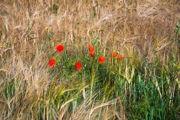 Flor de papoula no campo de trigo — Fotografia de Stock