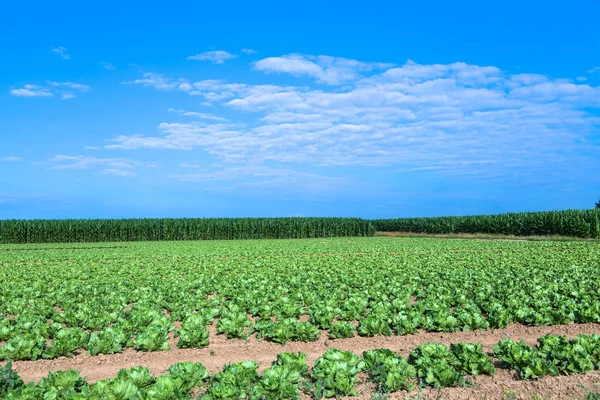 Salad and corn field in summer — Stock Photo, Image