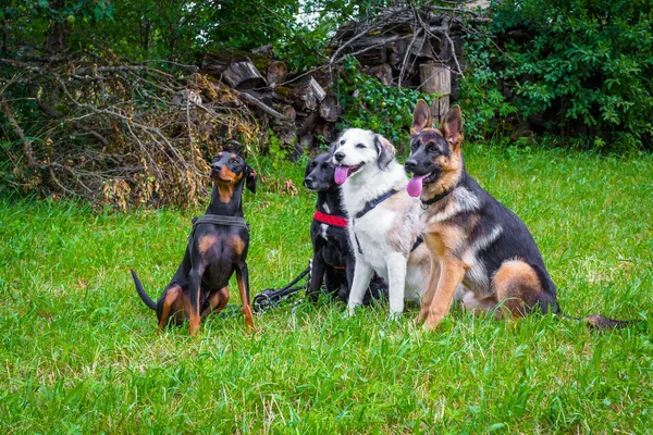 Many dogs in a  group — Stock Photo, Image