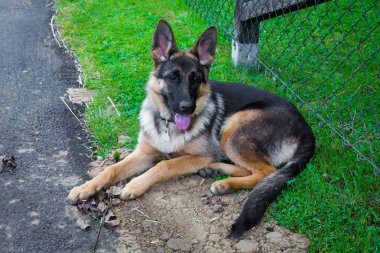 Genç Alman çoban rahatlatıcı