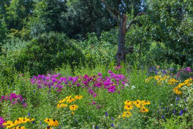yabani bir bahçe çiçekli