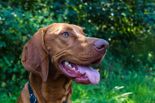 갈색 vizsla 강아지 초상화 — 스톡 사진