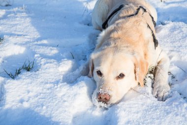Labrador karda yatıyor
