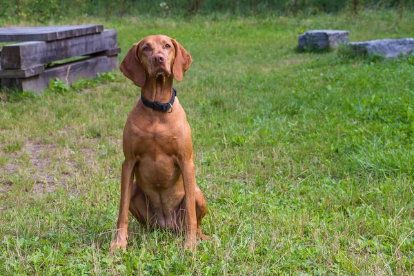 Ungarischer Jagdhund magyar vizsla — Stockfoto