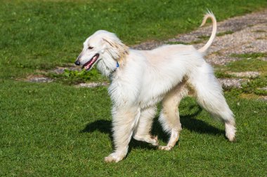 Beyaz uzun saçlı tazı