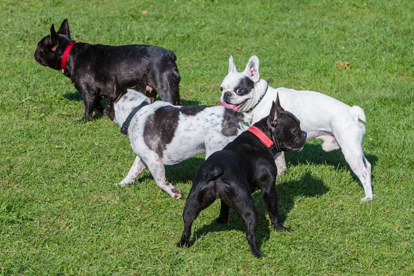 Czterech francuskich buldogów gra — Zdjęcie stockowe