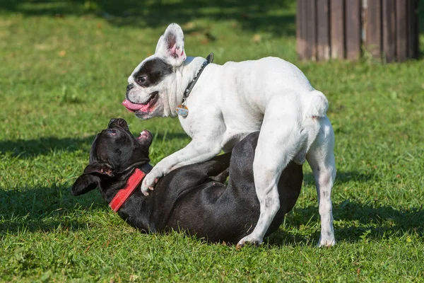 Lucu bulldog Perancis bermain — Stok Foto