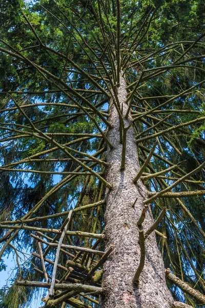 Stort träd från under — Stockfoto