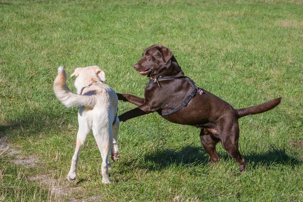 Labrador mascota está jugando —  Fotos de Stock