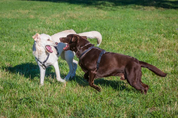 Perros jugando salvaje juntos —  Fotos de Stock