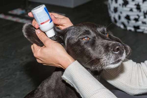 durulama tarafından köpekler kulak Temizleme