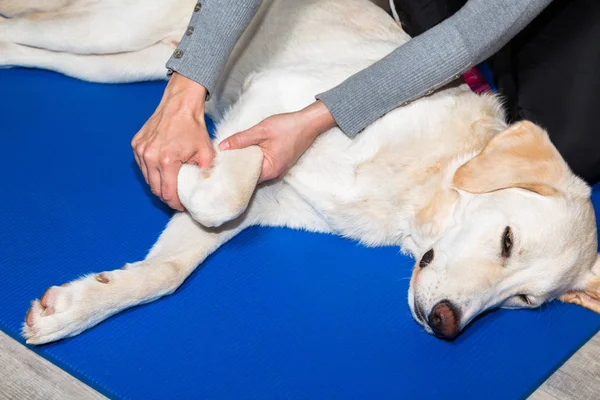 Um cão recebe fisioterapia — Fotografia de Stock