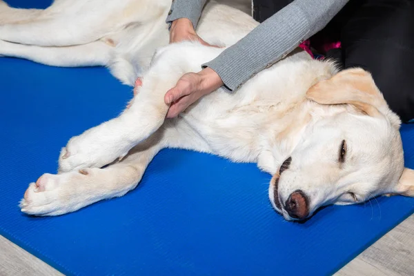 Cão branco recebe massagem — Fotografia de Stock