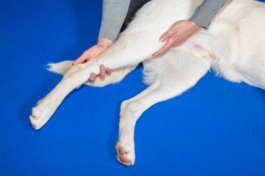  Köpekler uzun bacak germe
