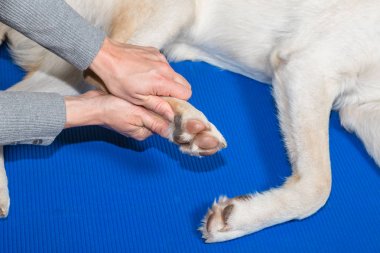 köpek pençe tedavisinde