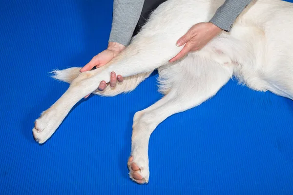 Alongamento cães pernas longas — Fotografia de Stock