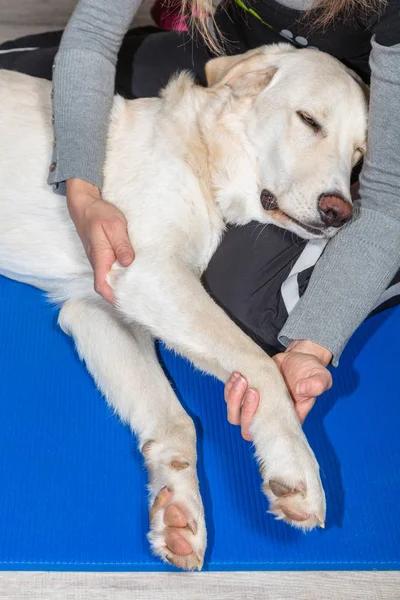 Perro consigue fisioterapia —  Fotos de Stock