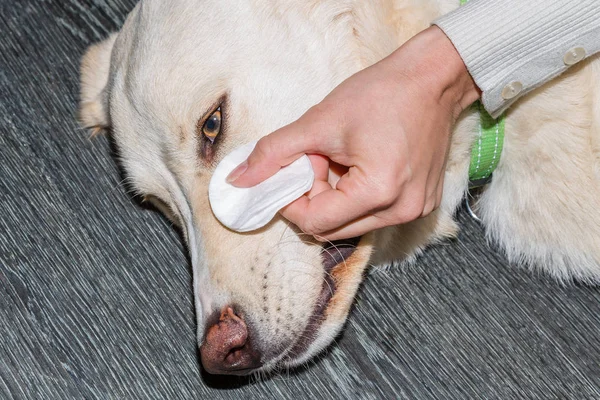 Köpekler gözleri temizledim