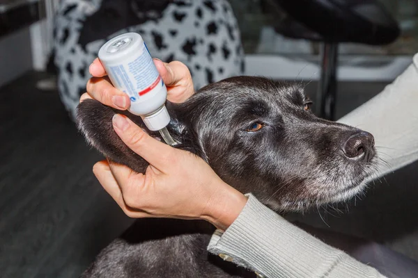 bir köpeğin kulak durulama
