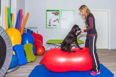 terapist tedavi evcil köpek