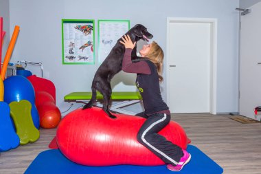 terapist ve köpek Kliniği