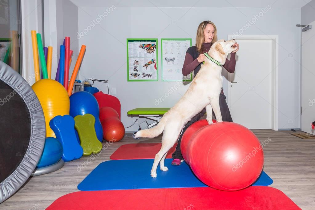 Dog stretching in physical therapy — Stock Photo © msgrafixx 148078753