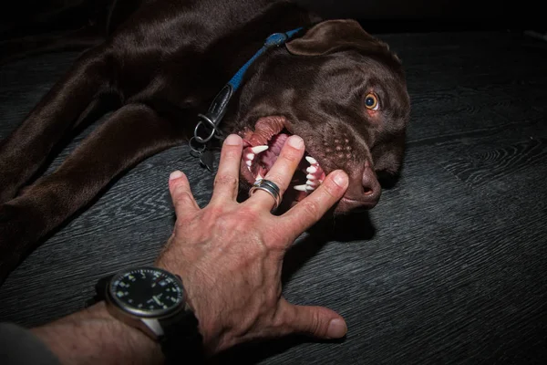 Mordeduras de perro en la mano mientras juega — Foto de Stock