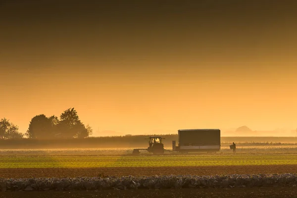 Raccolto nelle prime ore del mattino — Foto Stock