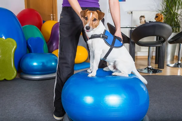 köpek fizik tedavi kliniği