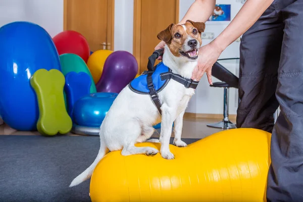 jack Russel terrier Kliniği