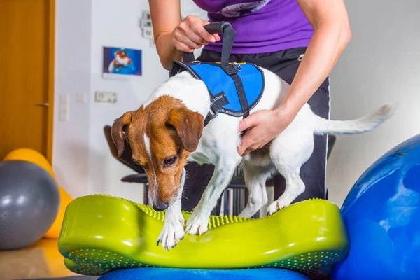 Fizik tedavi bir Jack russel