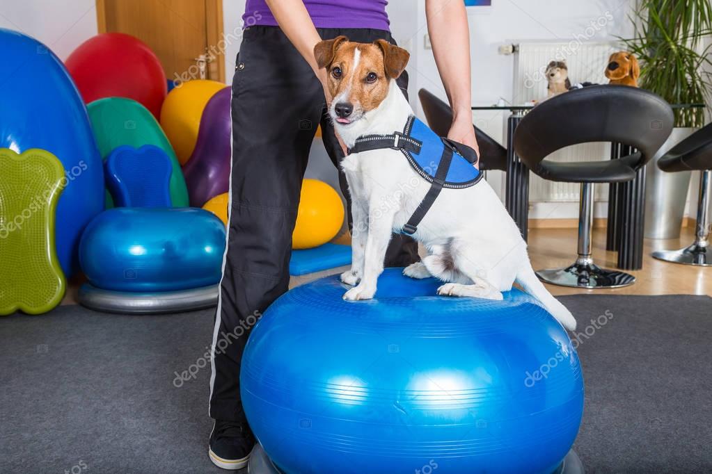 Dog physiotherapy in clinic — Stock Photo © msgrafixx 148201317