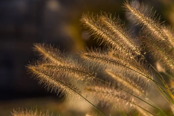 Altın ciğeri kök ayrıntılı