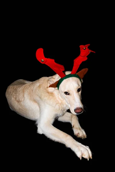 白色驯鹿狗在圣诞节 — 图库照片