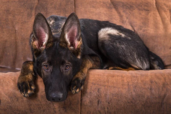 Stanco pastore tedesco animale domestico — Foto Stock