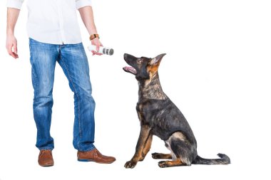 köpek üzerinde pazar araştırması