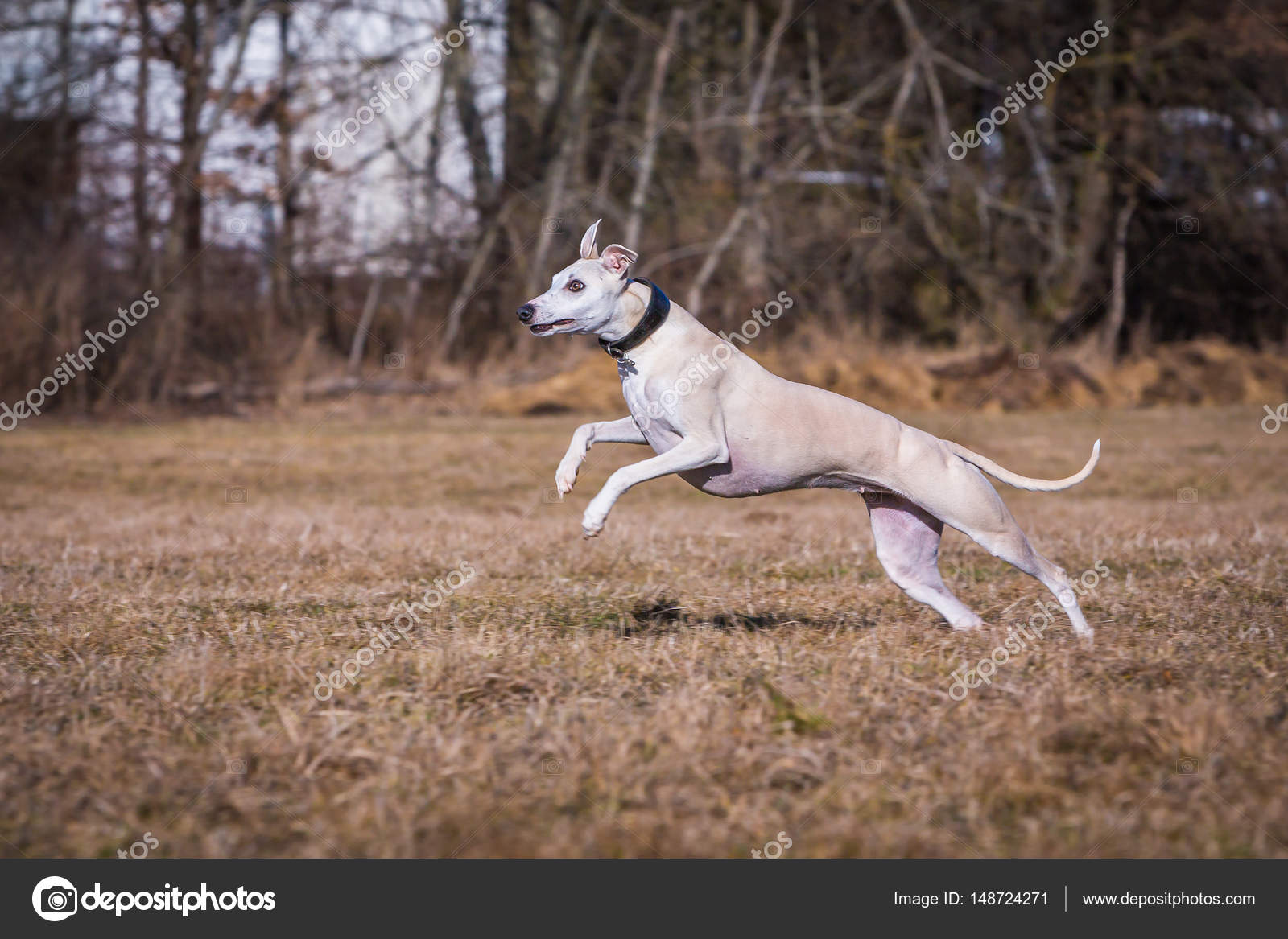white whippet