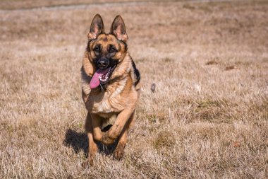 Alman kurdu evde beslenen hayvan çalışan
