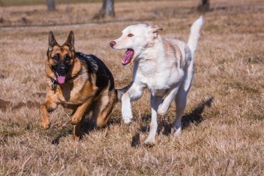 birlikte oynayan iki köpek