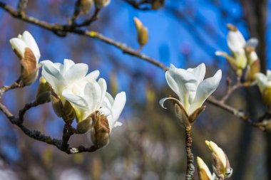 Ağaç üzerinde beyaz Manolya çiçeği