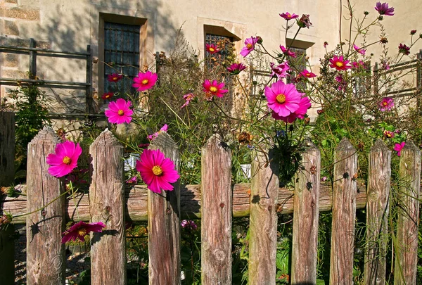 Flowers on garden fence — Stock Photo, Image