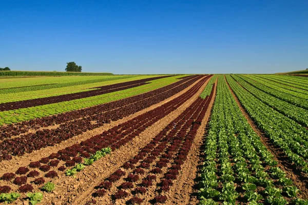 Campo de salada com mudas — Fotografia de Stock