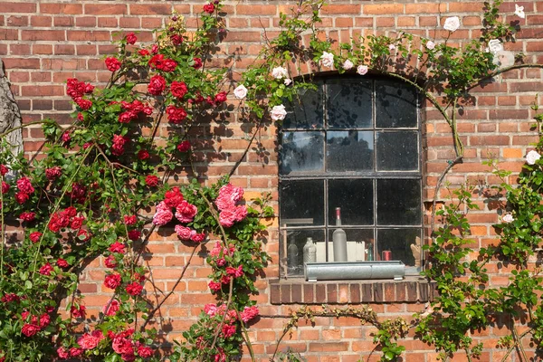Romantisches Fenster mit Rosen — Stockfoto