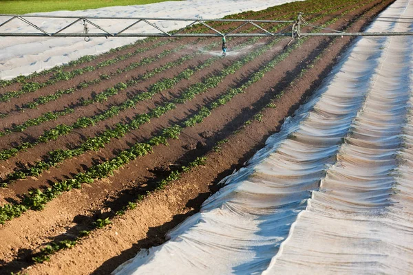 Watering a potato field — Stock Photo, Image