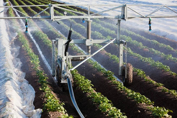 Máquina de riego en un campo de patatas —  Fotos de Stock