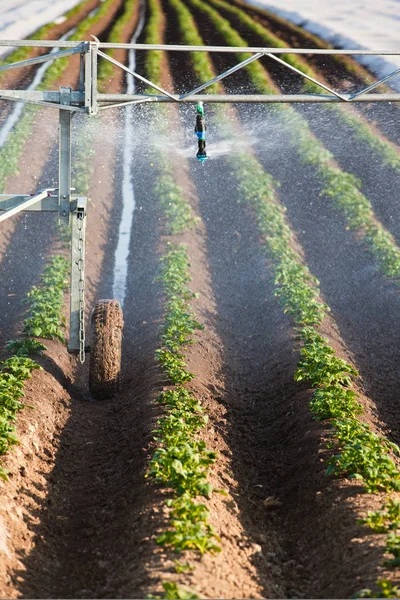 Irrigation d'un champ de pommes de terre — Photo