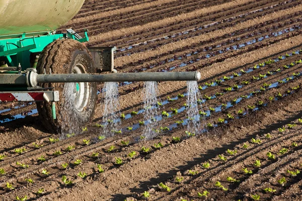 Irrigazione file di piantine — Foto Stock
