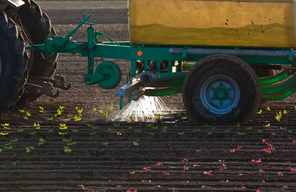 Tractor regando un campo de ensaladas —  Fotos de Stock