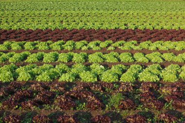 taze salata satırları