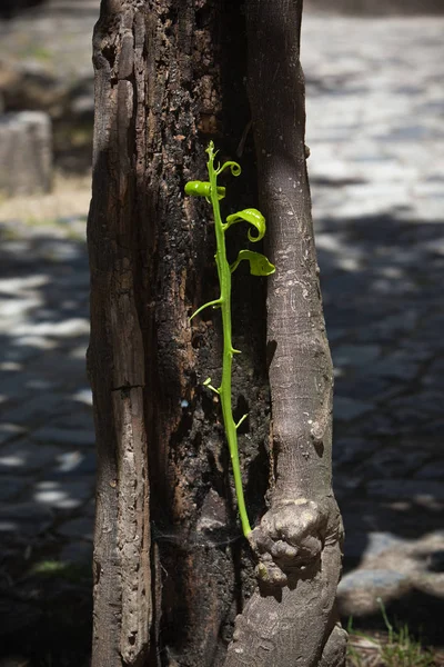 Tiro verde em uma árvore — Fotografia de Stock